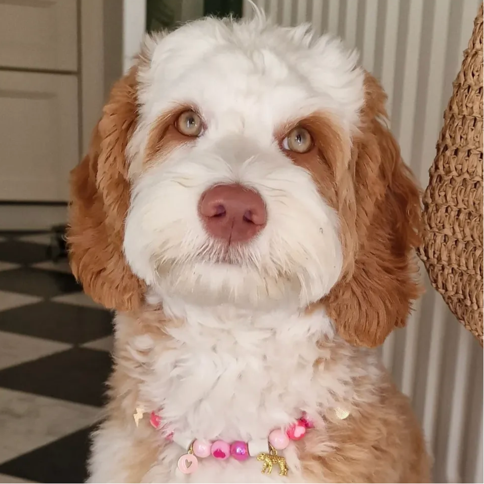 Pawtrait 'Pip'